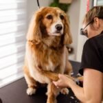 Full Grooming Service