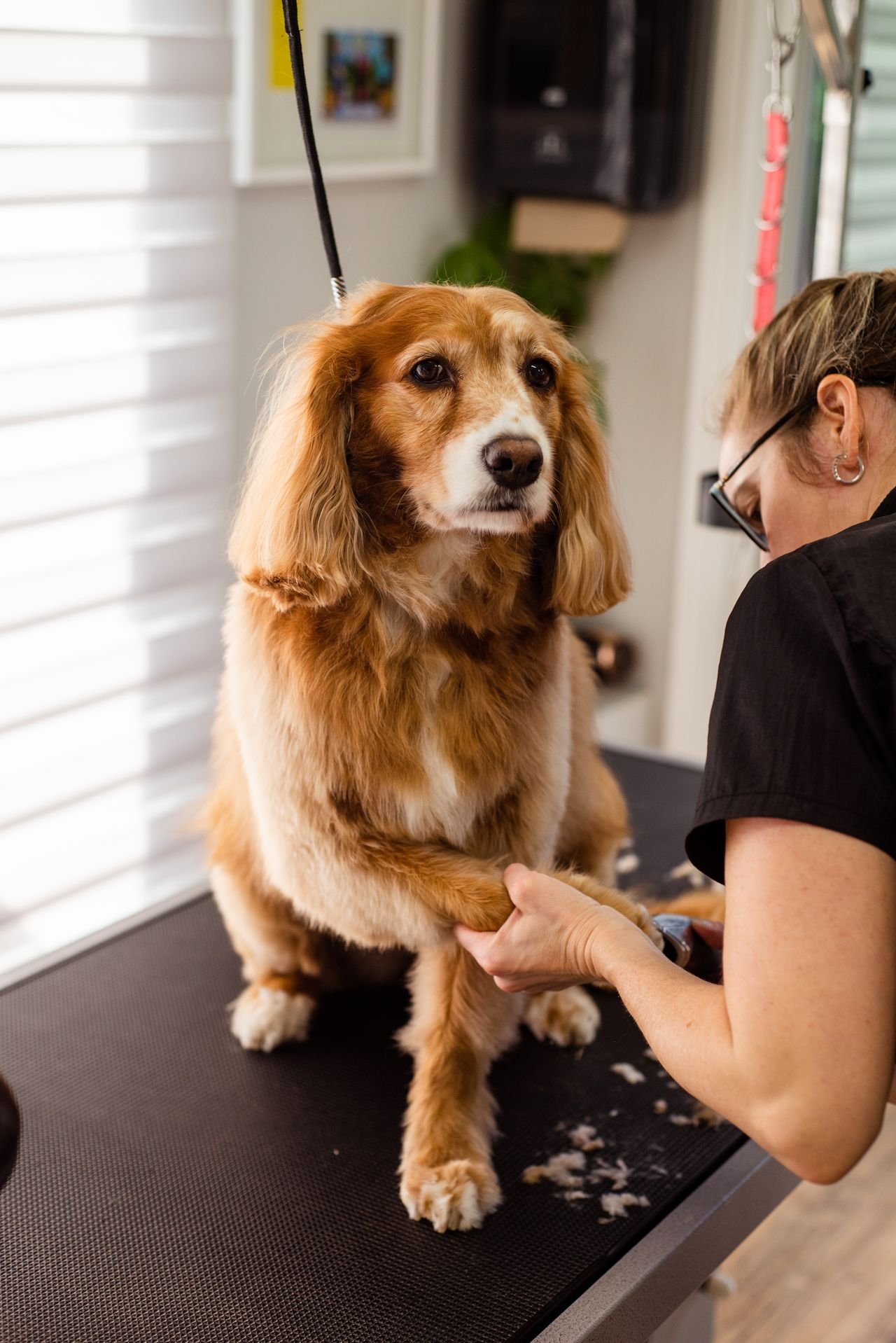 pexels-goochie-poochie-19145889 Full Grooming Service - Image 1
