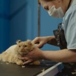 Pet Wash & Hair Trim