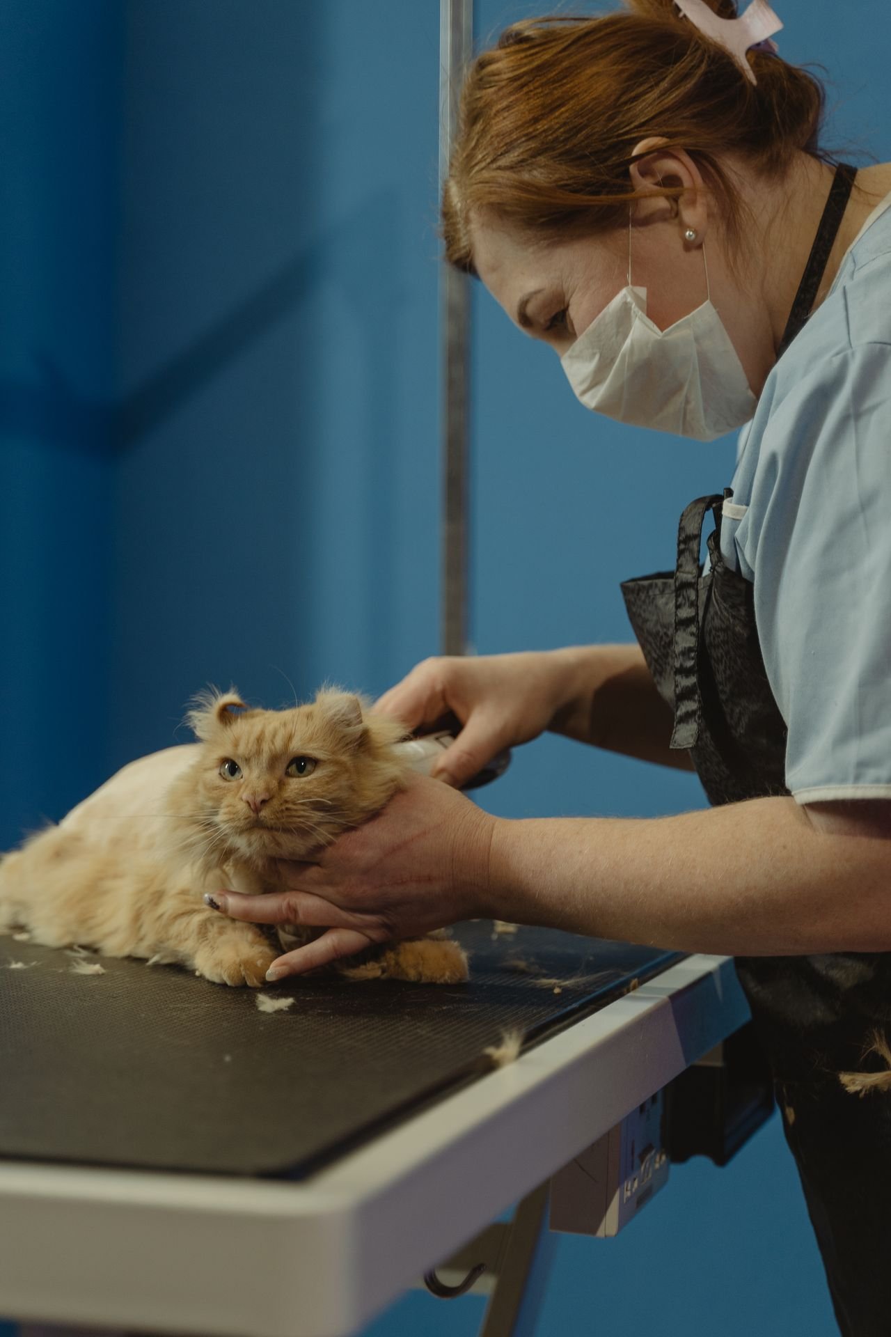 pexels-tima-miroshnichenko-6131088 Pet Wash & Hair Trim - Image 1